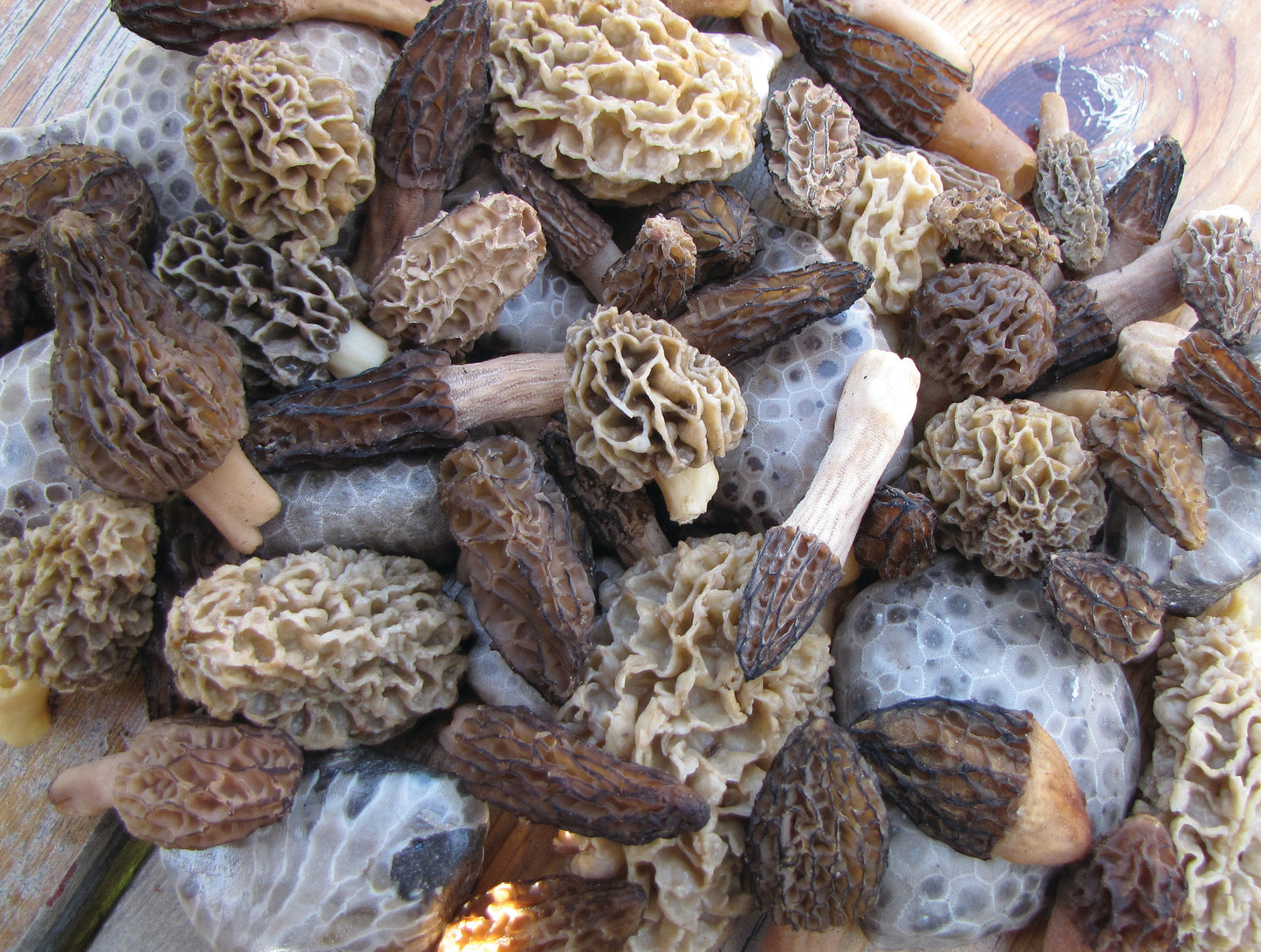 Morel Madness